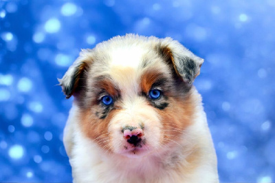 Mâle bleu merle