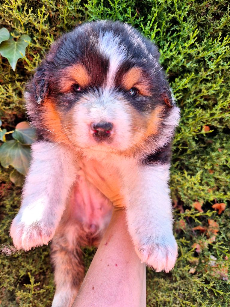 Of Blue Mountain Valley - Chiots disponibles - Berger Australien