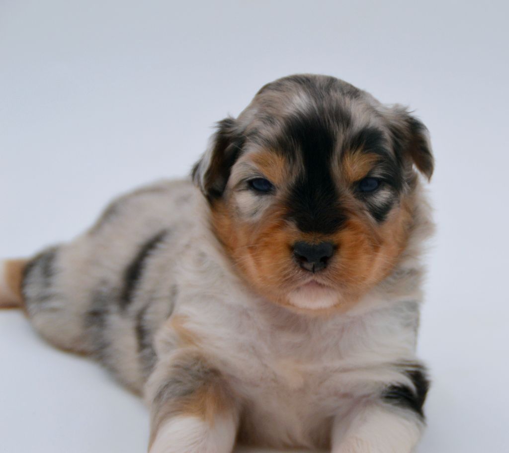 Of Blue Mountain Valley - Chiots disponibles - Berger Australien