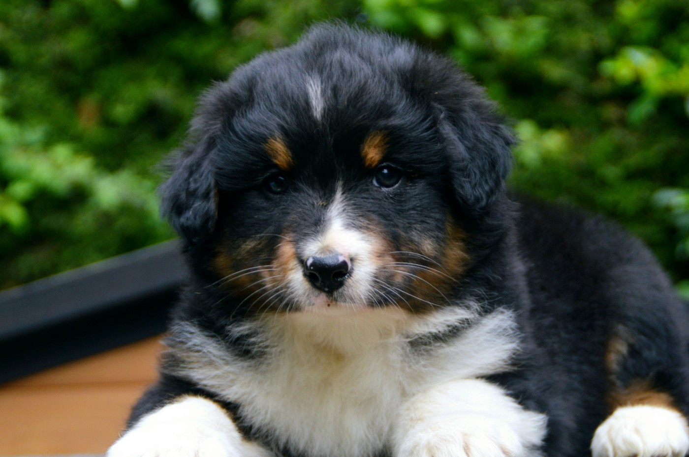 Of Blue Mountain Valley - Chiots disponibles - Berger Australien
