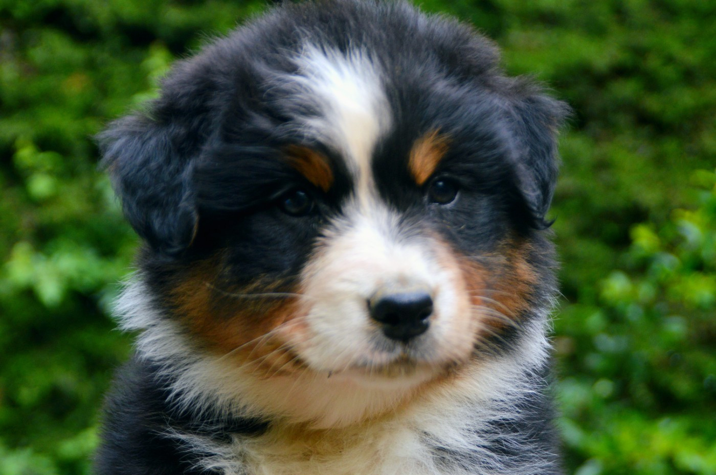 Of Blue Mountain Valley - Chiots disponibles - Berger Australien