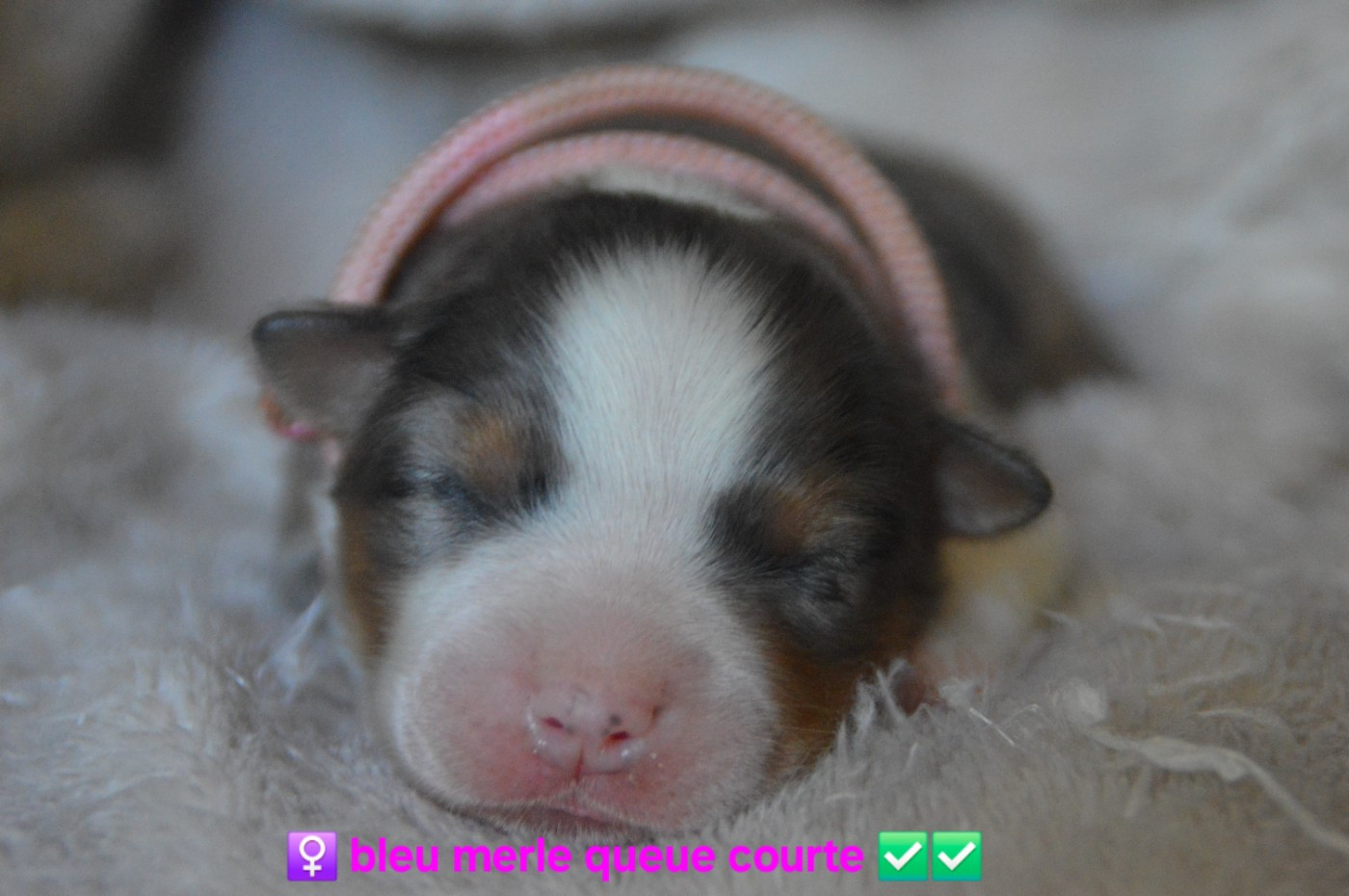 Of Blue Mountain Valley - Chiots disponibles - Berger Australien