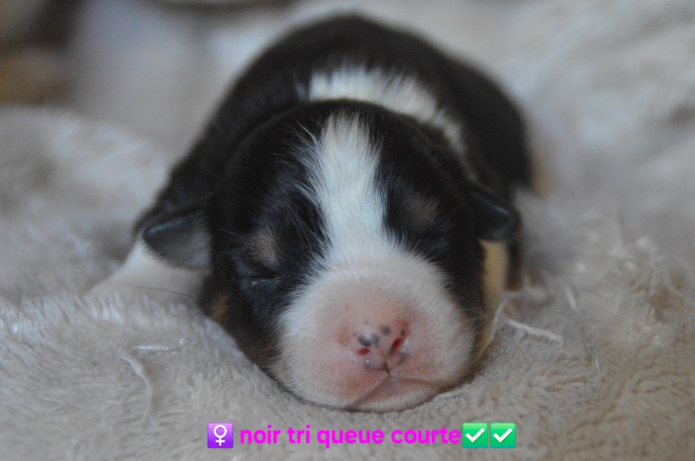 Of Blue Mountain Valley - Chiots disponibles - Berger Australien