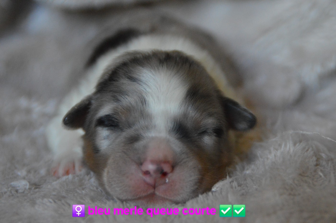 Of Blue Mountain Valley - Chiots disponibles - Berger Australien