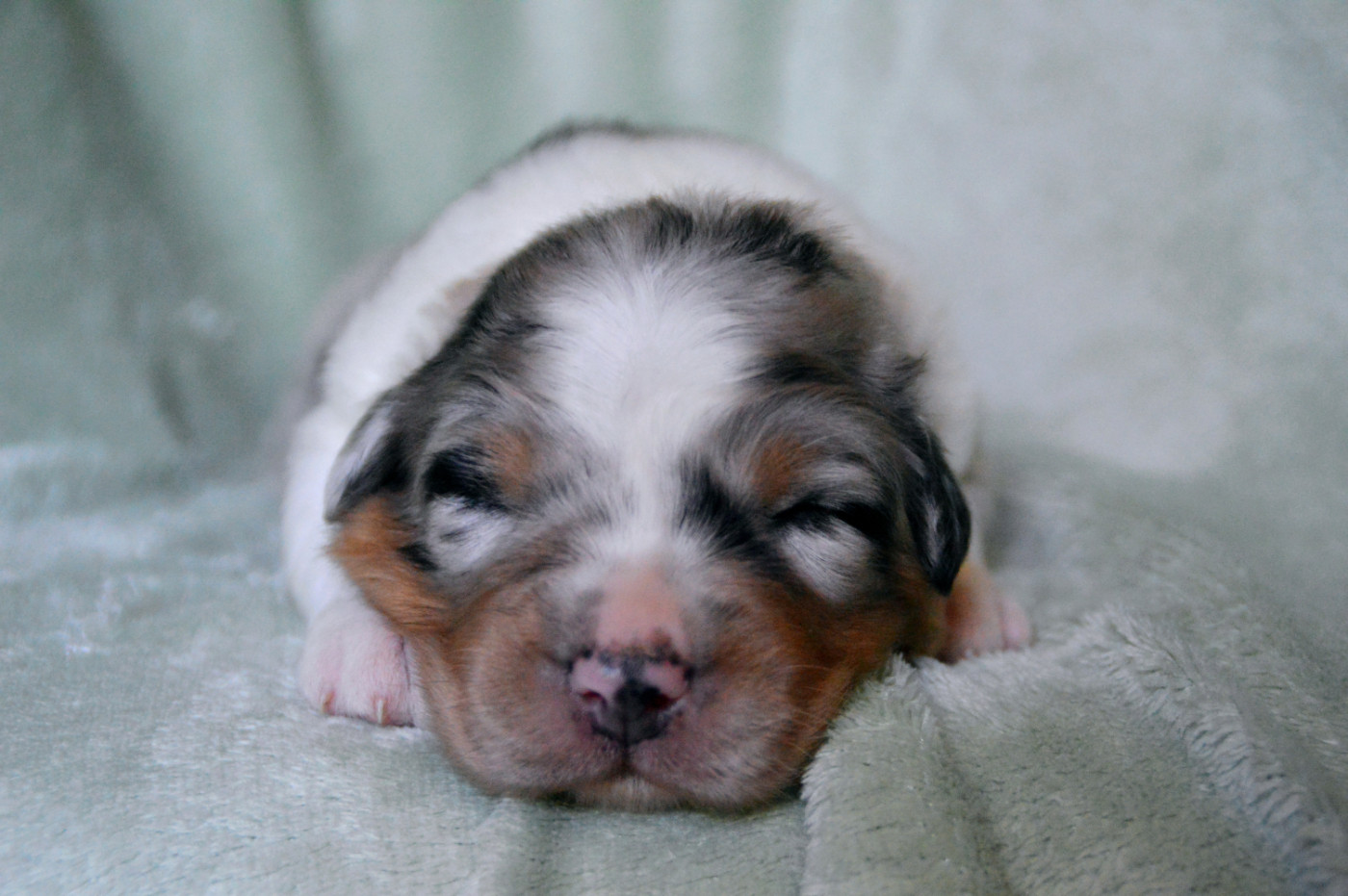 Of Blue Mountain Valley - Chiots disponibles - Berger Australien
