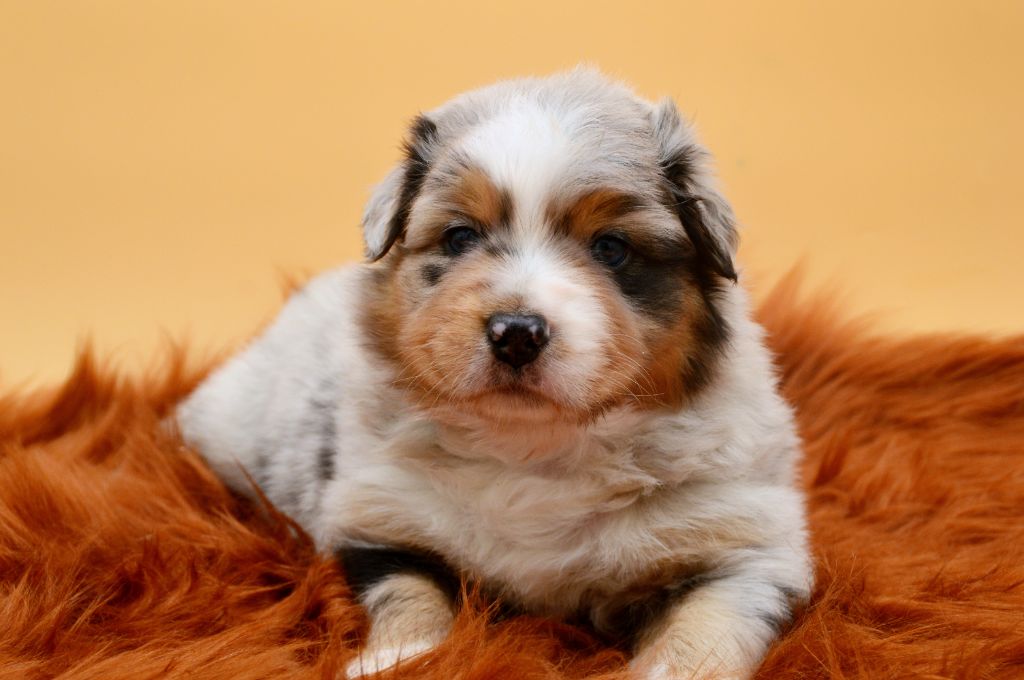 Of Blue Mountain Valley - Chiots disponibles - Berger Australien