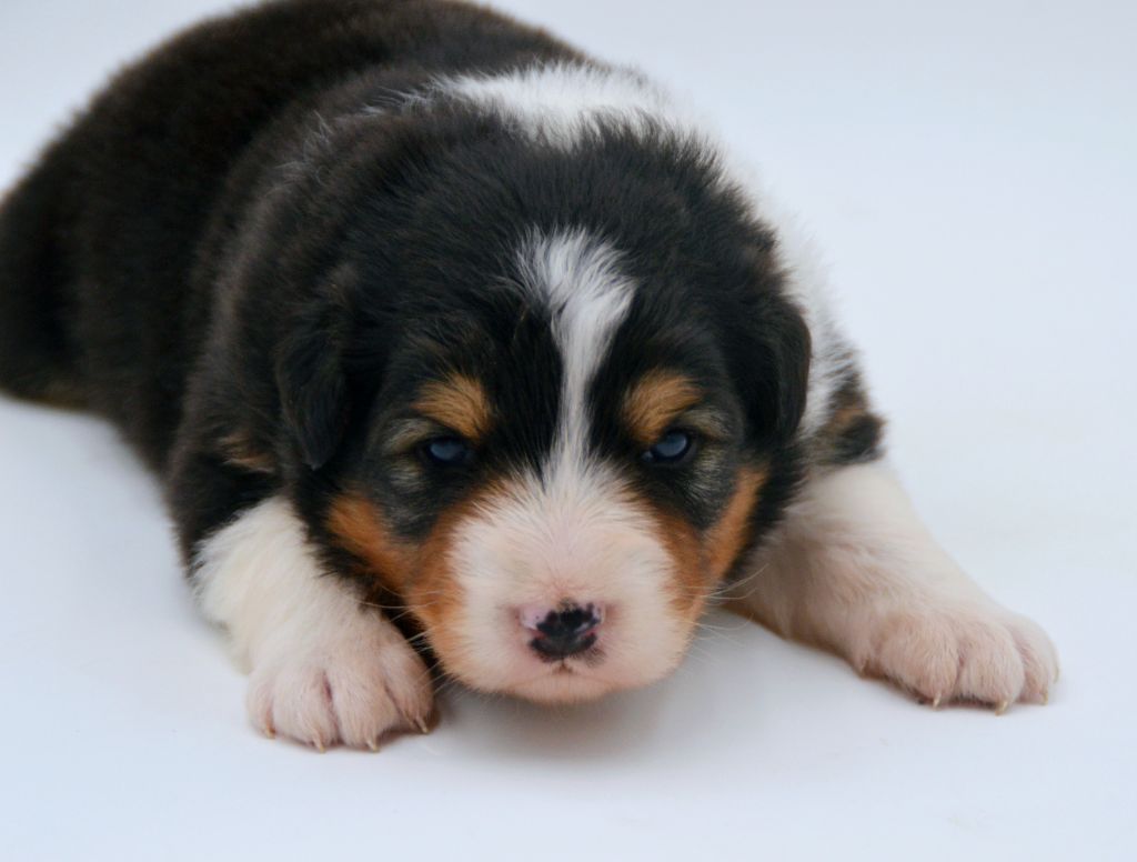 Of Blue Mountain Valley - Chiots disponibles - Berger Australien
