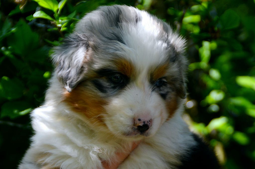 Of Blue Mountain Valley - Chiots disponibles - Berger Australien