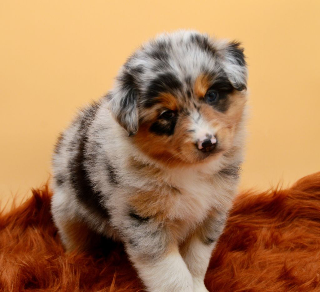 Of Blue Mountain Valley - Chiots disponibles - Berger Australien