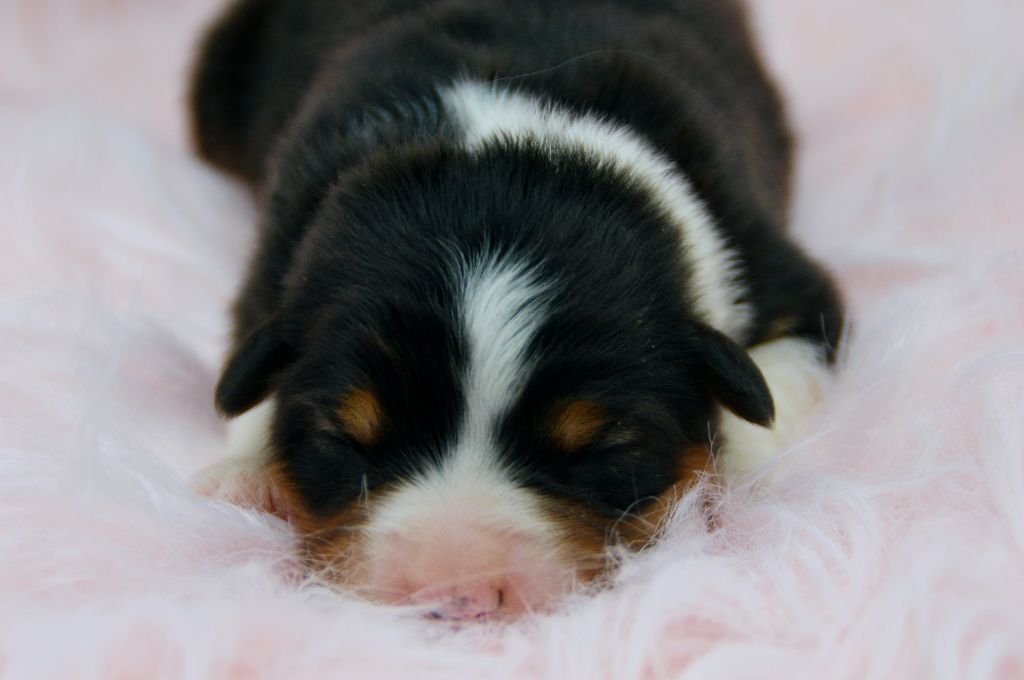 Of Blue Mountain Valley - Chiots disponibles - Berger Australien