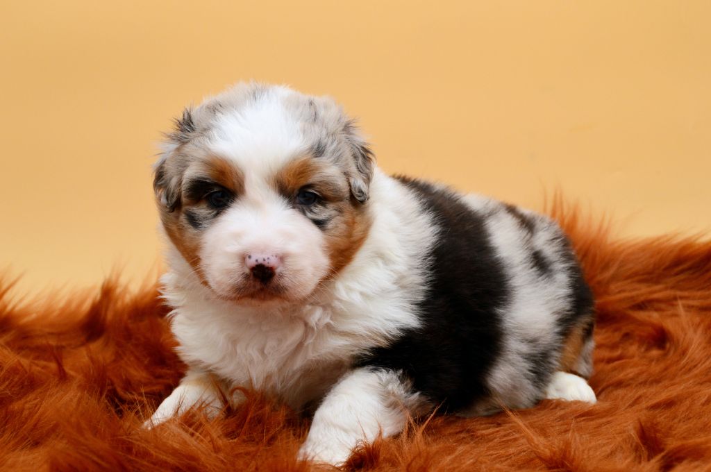 Of Blue Mountain Valley - Chiots disponibles - Berger Australien