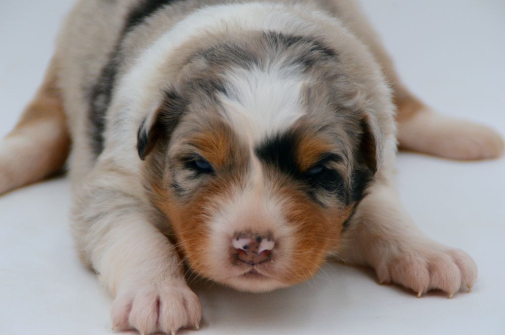 Of Blue Mountain Valley - Chiots disponibles - Berger Australien