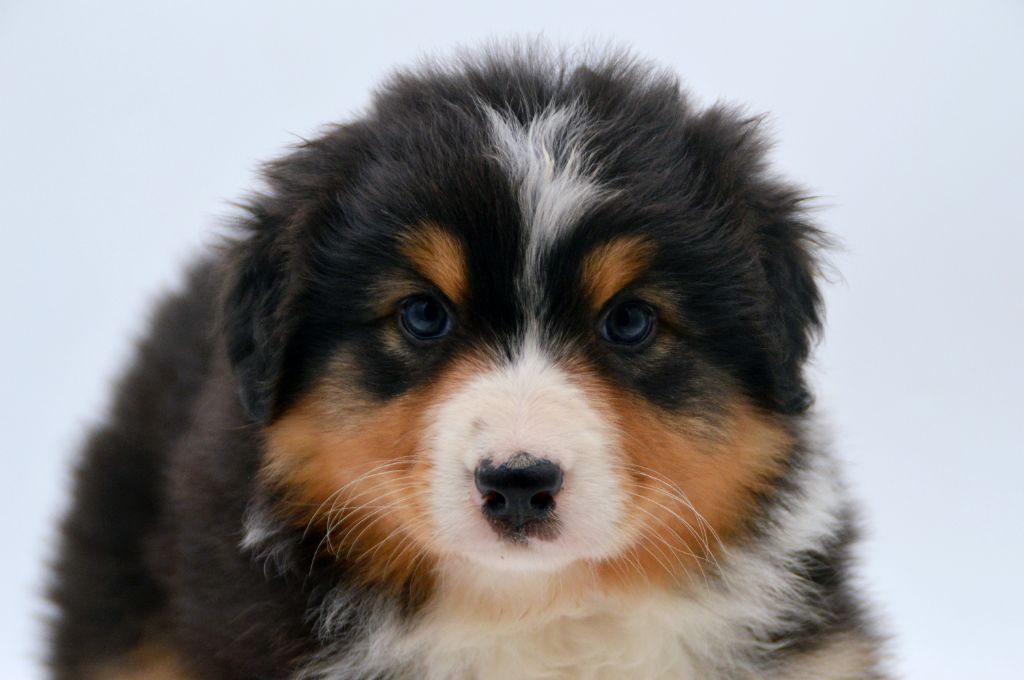 Of Blue Mountain Valley - Chiots disponibles - Berger Australien