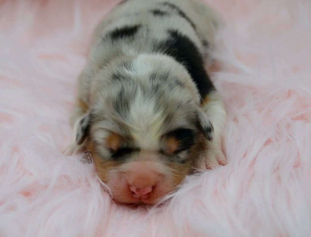 Of Blue Mountain Valley - Chiots disponibles - Berger Australien