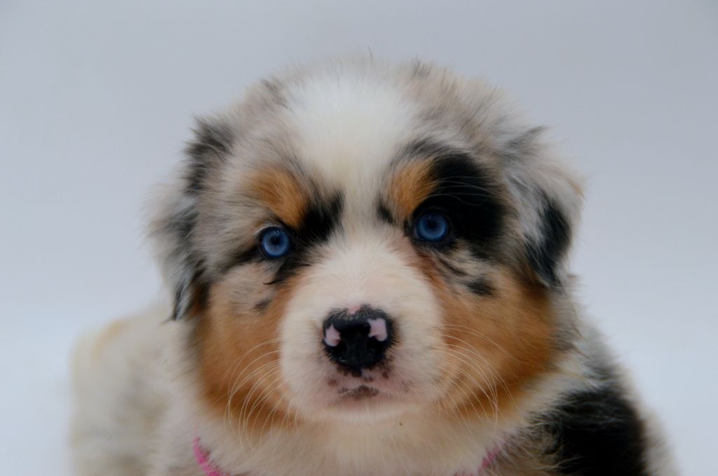 Of Blue Mountain Valley - Chiots disponibles - Berger Australien