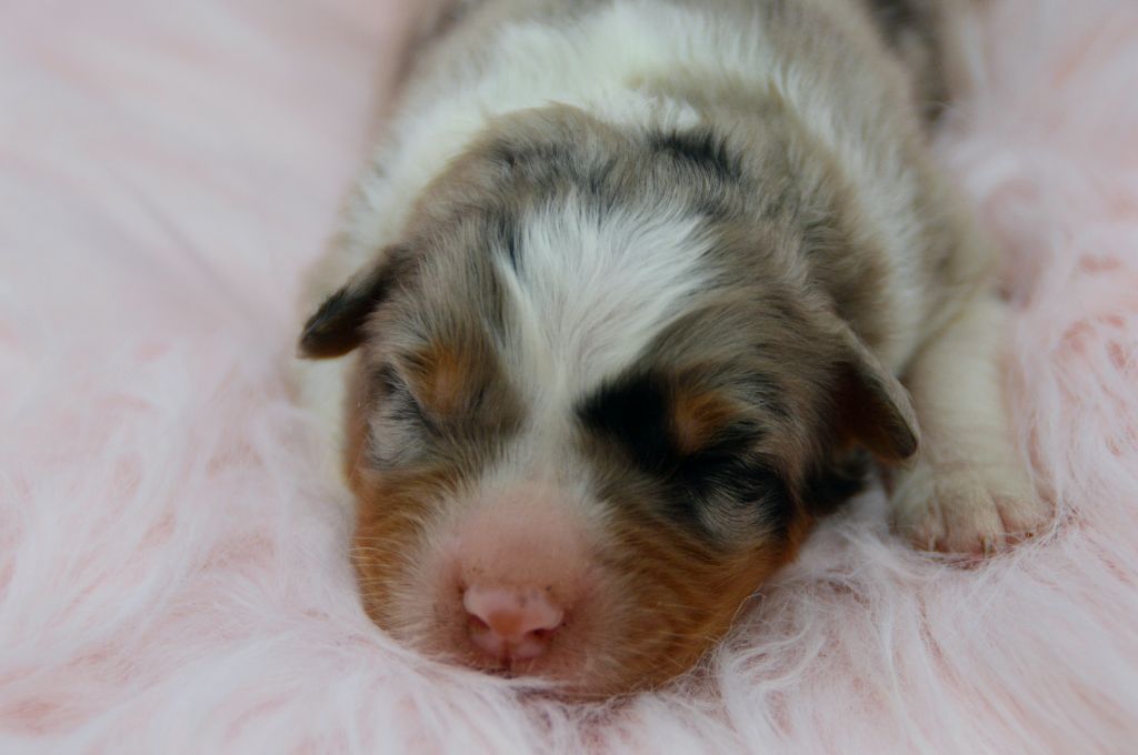 Of Blue Mountain Valley - Chiots disponibles - Berger Australien