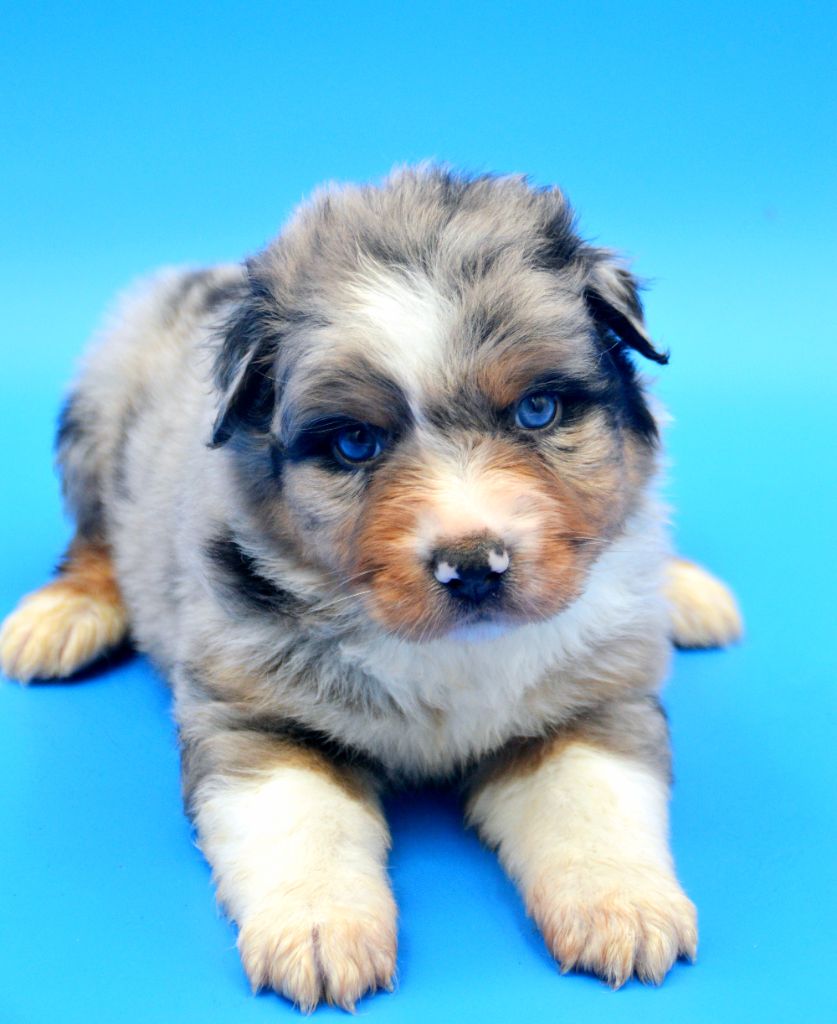 Of Blue Mountain Valley - Chiots disponibles - Berger Australien