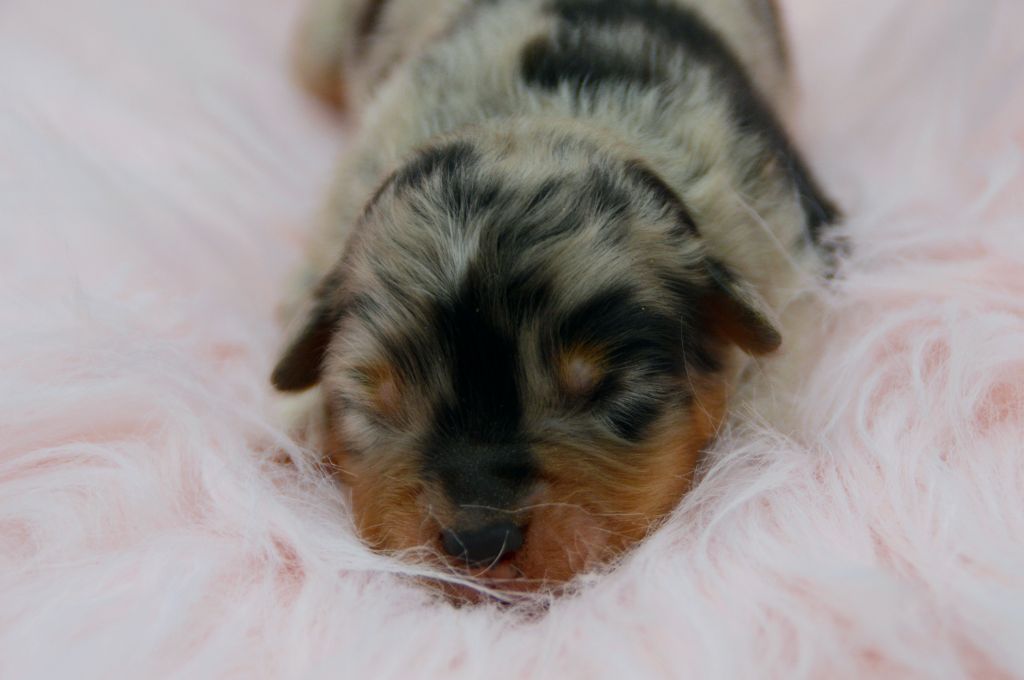 Of Blue Mountain Valley - Chiots disponibles - Berger Australien